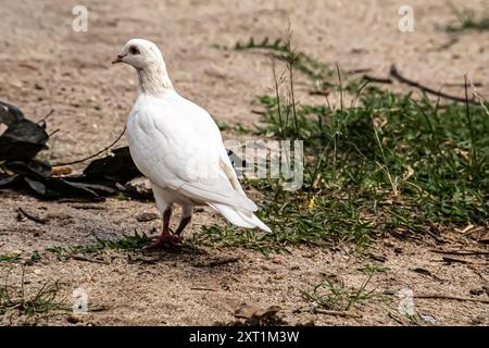 Taubenfütterung in der Gartennähe Stockfoto