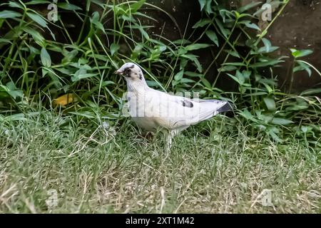 Taubenfütterung in der Gartennähe Stockfoto