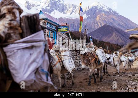 Caravan von Packtieren, wahrscheinlich Yaks oder Maultiere, beladen mit Waren, die durch ein Bergdorf mit schneebedeckten Gipfeln im Hintergrund laufen. Vietnam r Stockfoto