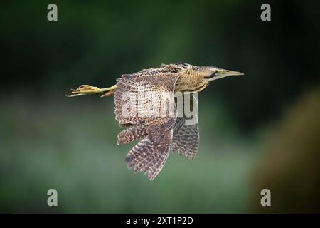 Eine eurasische Bitter (Botaurus stellaris) im Flug an der RSPB Ham Wall Stockfoto