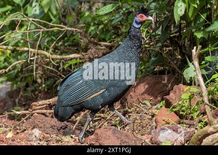 Östlicher Guineafowl, Ngorongoro-Krater, Tansania Stockfoto