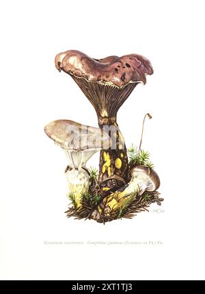 Illustration von Claus Caspari aus der Sammlung von Dokumenten d'Histoire Naturelle von Gomphidius glutinosus-Pilzen. Stockfoto