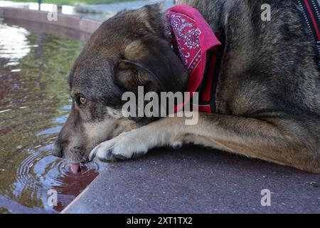 Durstiger Mischlingshund mit rotem Halstuch trinkt Wasser aus einem Brunnen Stockfoto