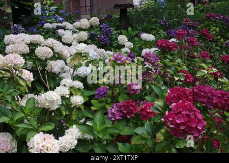 Hortensie-Büsche mit drei verschiedenen farbigen Blüten: Dunkelrosa, dunkelblau und weiß Stockfoto