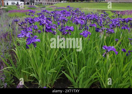 Ein Blumenbeet voller blauvioletter deutscher Bärtilien in einem öffentlichen Park namens Kasteelpark Weeshuisweide in Coevorden, Niederlande Stockfoto