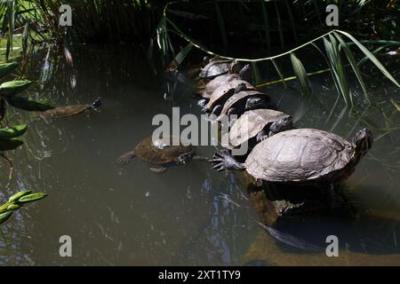 Eine Gruppe von Gelbbauchrutschern, halbaquatischen Schildkröten, sitzt auf einem Baumstamm in der Sonne Stockfoto