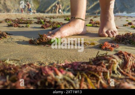 Gehen Sie auf dem algenbedeckten Sand. Strand Nossa Senhora, Zambujeira do Mar, Portugal Stockfoto