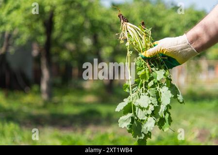 Ein Mann in Handschuhe Throws heraus ein Unkraut, dass aus seinem Garten entwurzelt war Stockfoto