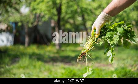 Ein Mann in Handschuhe Throws heraus ein Unkraut, dass aus seinem Garten entwurzelt war Stockfoto