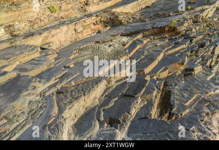 Fossilienspuren sichtbar in einer Schicht aus abgeschiedenem Gestein. Strand Nossa Senhora, Zambujeira do Mar, Odemira, Portugal Stockfoto