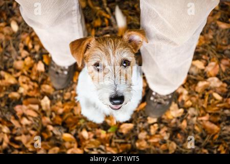 Niedliches lustiges Hündchen, das zwischen den Beinen des Besitzers im Herbstwald schaut. Haustierspaziergang, WanderHintergrund. Stockfoto