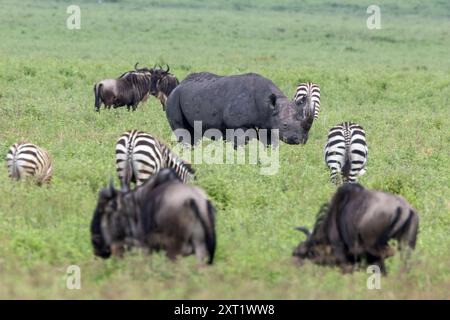 Schwarzes Nashorn, mit Grants Zebra und westlichen Weißbärtigen Gnus, Ngorongoro-Krater, Tansania Stockfoto
