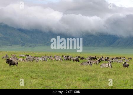 Westliche Weißbärtige Gnus, Grant's Zebra, Equus quagga böhmi, Ngorongoro-Krater, Tansania Stockfoto