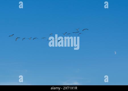 Gemischte Gänse fliegen an einem Sommerabend vor blauem Himmel zu ihrem Schlafplatz. Stockfoto