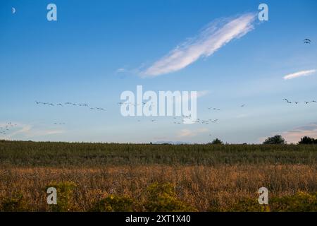 Gemischte Gänse fliegen an einem Sommerabend vor blauem Himmel zu ihrem Schlafplatz. Stockfoto