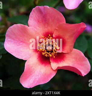 Rosa "For Your Eyes Only" Stockfoto