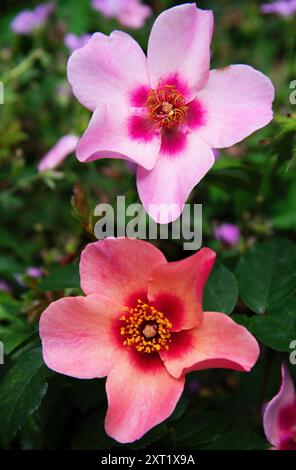 Rosa "For Your Eyes Only" Stockfoto