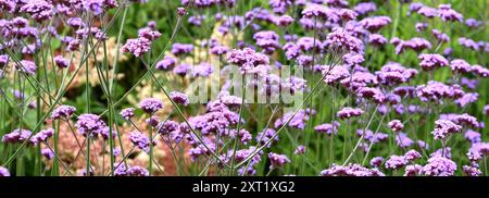 Die purpurnen Blumenköpfe der Verbena Bonariensis. Stockfoto