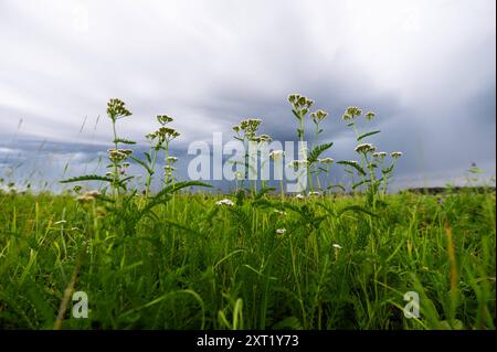 Dunkle Gewitterwolken ziehen über eine Wiese auf. Fluorn-Winzeln Baden-Württemberg Deutschland *** Dunkle Sturmwolken ziehen über eine Wiese in Fluorn Winzeln Baden-Württemberg Deutschland Stockfoto