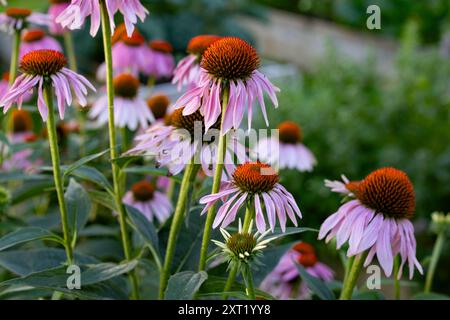 Leuchtend violette Konefloren mit markanten orangefarbenen Zentren wachsen in einer Gartenumgebung. Arah00249 Copyright: XConnectxImagesx Stockfoto