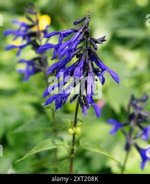 Salvia guaranitica „Black and Bloom“ A ist eine hohe Staude mit einem breiten Stamm von Stängeln, die dunkelgrüne ovate Blätter und lose Spitzen von lebhaftem Kobalt tragen Stockfoto