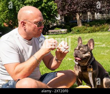 Ein Glatzkopf mit Sonnenbrille teilt einen unbeschwerten Moment mit seiner französischen Bulldogge in einem sonnigen Park, beide fokussieren sich auf eine Leckerei. Krst00054 Copyrig Stockfoto