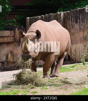 Ein männliches schwarzes Nashorn im Paignton Zoo. Stockfoto