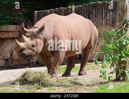 Ein männliches schwarzes Nashorn im Paignton Zoo. Stockfoto
