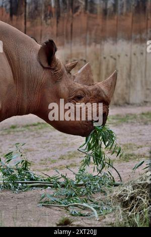 Ein männliches schwarzes Nashorn im Paignton Zoo. Stockfoto