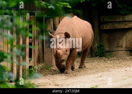 Ein männliches schwarzes Nashorn im Paignton Zoo. Stockfoto