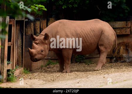 Ein männliches schwarzes Nashorn im Paignton Zoo. Stockfoto