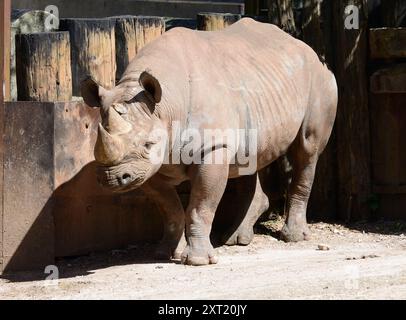 Ein männliches schwarzes Nashorn im Paignton Zoo. Stockfoto