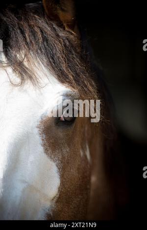 Polo-Action im Beaufort Polo Club. Stockfoto