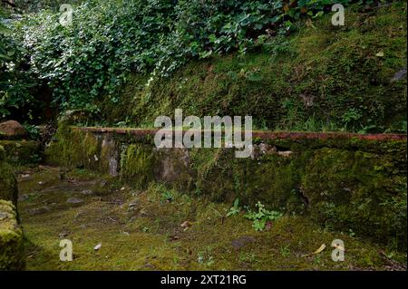 Eine moosbedeckte alte Steinmauer in Sintra, die sich nahtlos in das üppige Grün einfügt Stockfoto