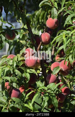 Hellrote Pfirsichfrüchte an den Zweigen des Baumes. Stockfoto