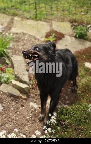 Ein schwarzer Hund fängt Leckerbissen. Er steht umgeben von Blumen Stockfoto