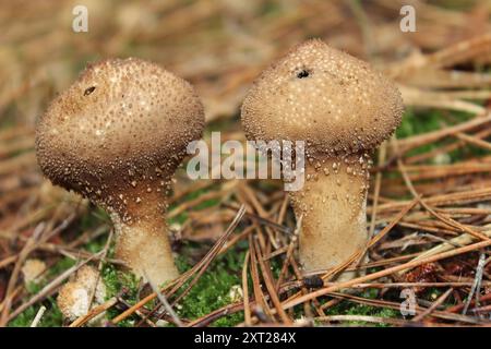 Gemeinsamen Puffball Lycoperdon perlatum Stockfoto