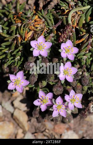 Felsenmeer-Spörgel Spergularia rupicola Stockfoto