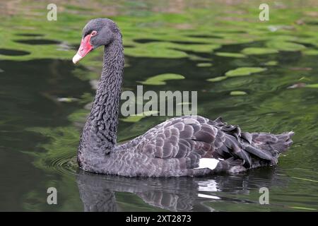 Black Swan Cygnus olor Stockfoto
