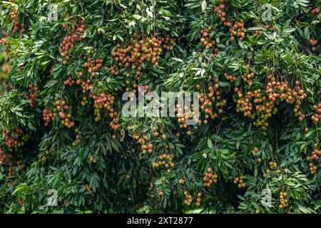 Frische Litschi-Früchte hängen reif in einem üppigen Gartengarten. Saftige, rote Cluster bereit für die Ernte. Tropische Atmosphäre, natürliche Süße, lebhafter Sommer Stockfoto