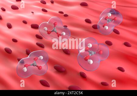 Natriumbicarbonat im Muskelgewebe - 3D-Illustration isometrischer Ansicht Stockfoto