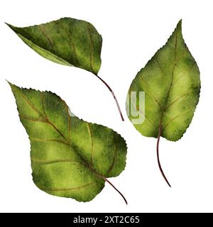 Grünes Blatt Aquarell. Handgezeichnetes Aprikosengrün auf isoliertem weißem Hintergrund. Clipart Botanical. Für Logos und Verpackungen von Naturkosmetika Stockfoto