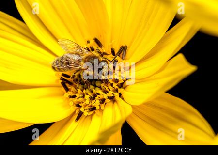 Honigbiene auf Helianthus Stockfoto