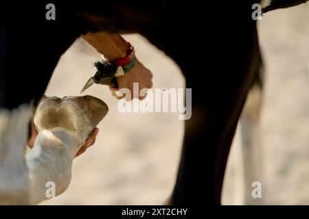 Eine Nahaufnahme der Hände, die eine Pferdemähne mit einem Kamm pflegen, wobei der Schwerpunkt auf die Detailarbeit und das Fell des Tieres gelegt wird. Bola03064 Copyright: XConnectxImagesx R Stockfoto