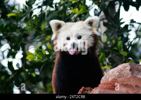 Frecher roter Panda, der seine Zunge rausstreckt Stockfoto