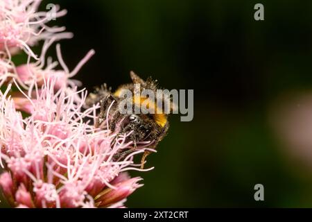 Honigbiene sammelt Pollen aus einer Hanf-Agrimony Stockfoto