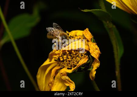 Honigbiene sammelt Pollen von einem Helianthus Stockfoto