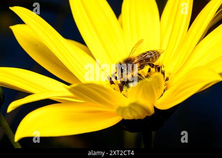 Honigbiene sammelt Pollen von einem Helianthus Stockfoto