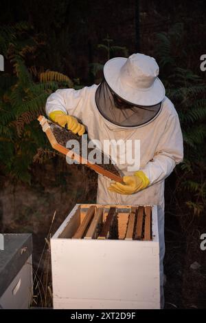Imker öffnet einen Bienenstock auf einer Bienenfarm Stockfoto