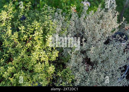 Zwei Arten von Thymian. Linker Zitrusthymian (Thymus x citriodorus), rechter Thymus mastichina Stockfoto